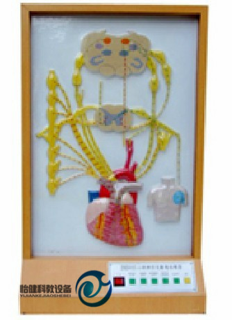 心的神經(jīng)支配電動(dòng)模型