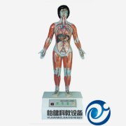 微電腦人體心動周期與大、小循環(huán)演示儀