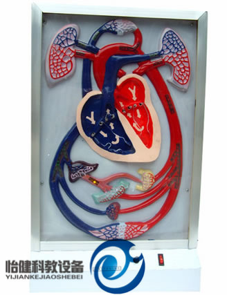 心臟搏動(dòng)與血液循環(huán)電動(dòng)模型