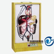電動門靜脈側支循環(huán)模型