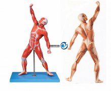 人體全身肌肉運(yùn)動模型