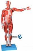 人體全身肌肉解剖模型(縮小模型)