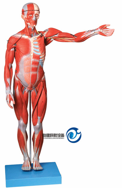 人體全身肌肉解剖模型(縮小模型)