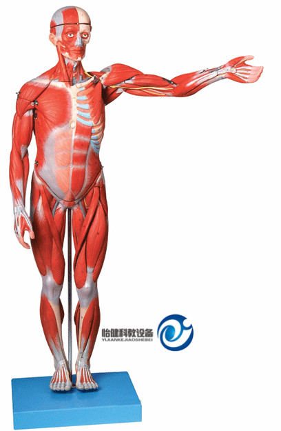 人體全身肌肉解剖模型(自然大)