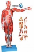 人體全身肌肉附內(nèi)臟模型(自然大)