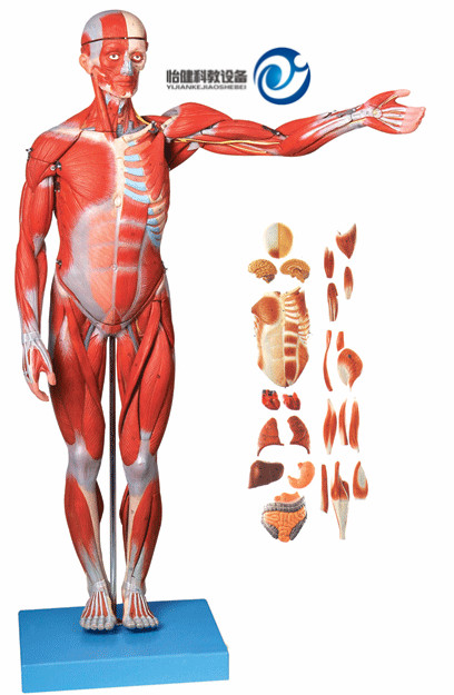 人體全身肌肉附內(nèi)臟模型(自然大)