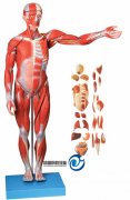 人體全身肌肉附內(nèi)臟模型(縮小模型)