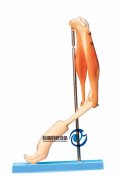 肘關(guān)節(jié)與肌肉示教模型