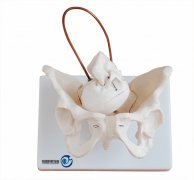 助產(chǎn)示教骨盆模型