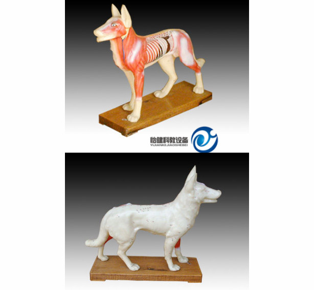 狗體針灸模型